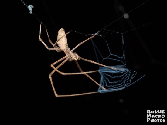 ナイトウォーキングツアー 夜にしか出会うことのできない生き物に会いに行こう！＜2時間／英語ガイド／ケアンズボタニックガーデンズ内＞