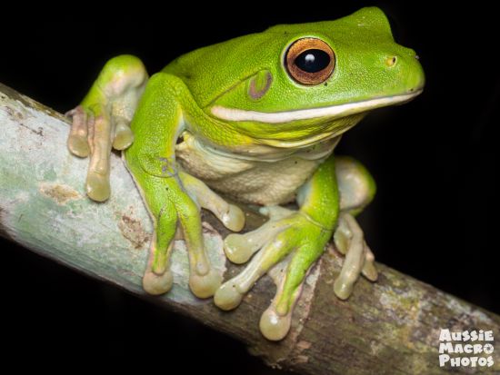 ナイトウォーキングツアー 夜にしか出会うことのできない生き物に会いに行こう！＜2時間／英語ガイド／ケアンズボタニックガーデンズ内＞